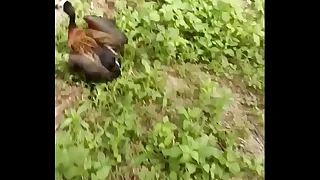 Gordinho safadinho picayune mato